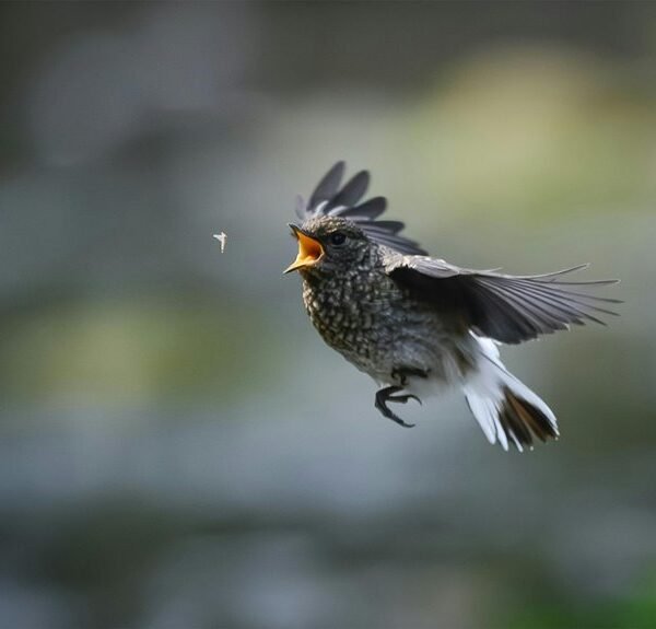 Agile Framework 93639452 Success Path